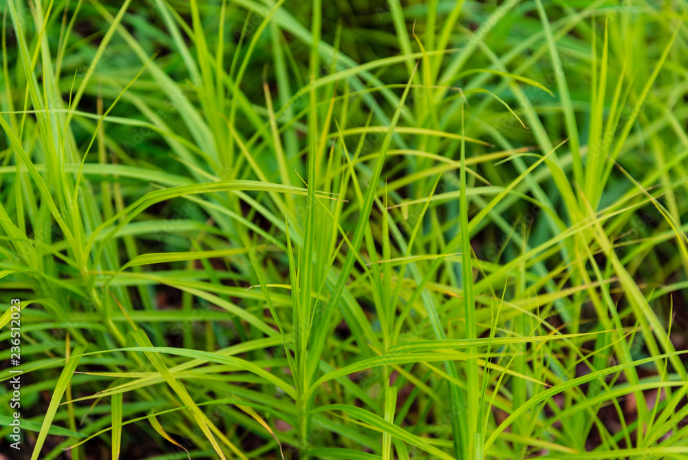 green summer foliage details abstract background green summer foliage details abstract background