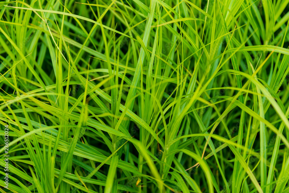 green summer foliage details abstract background green summer foliage details abstract background