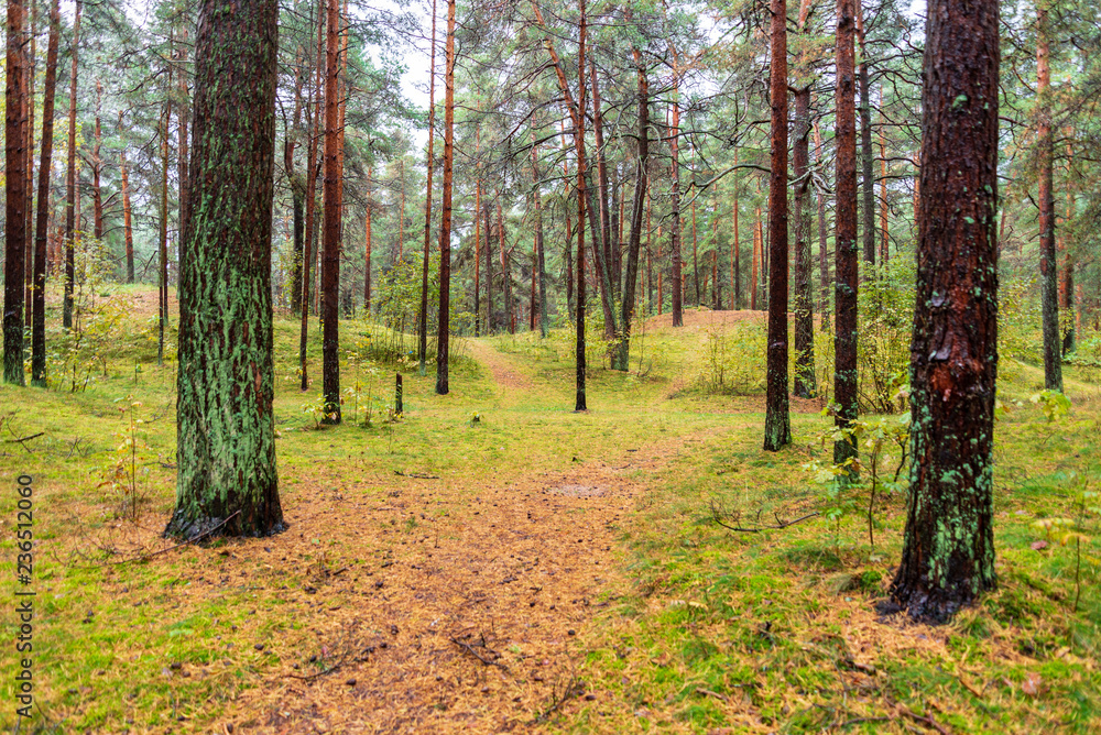 Fototapeta premium wet empty forest in early spring trees without leaves