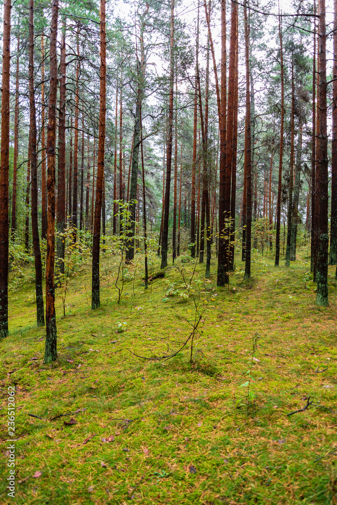 Obraz premium wet empty forest in early spring trees without leaves