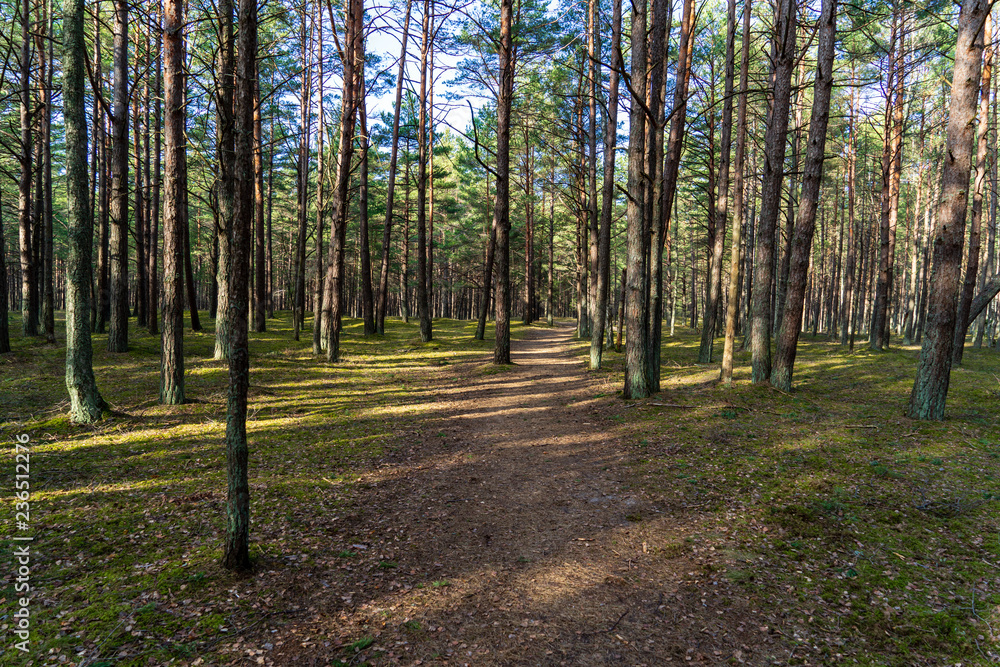 wet empty forest in early spring trees without leaves wet empty forest in early spring trees without leaves