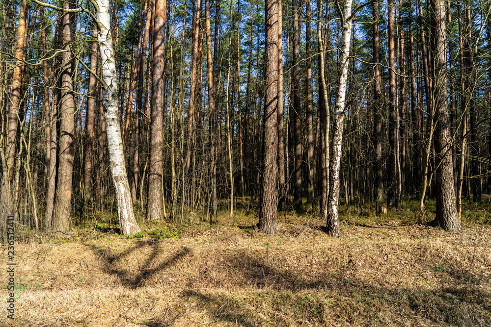 Fototapeta premium wet empty forest in early spring trees without leaves