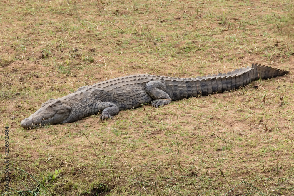 Krokodil 5 Krokodil 5