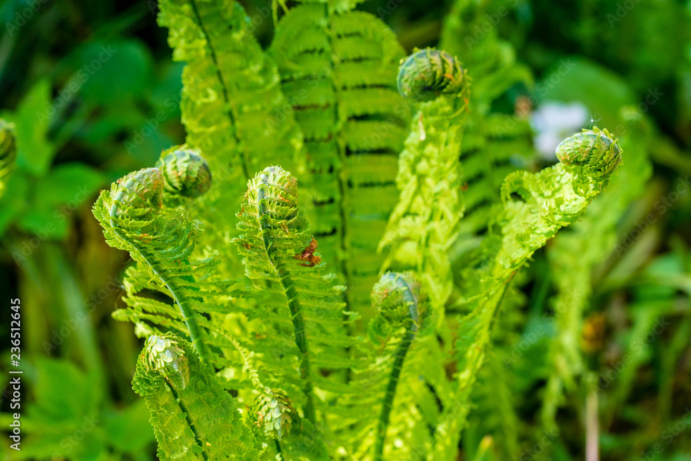 green summer foliage details abstract background green summer foliage details abstract background