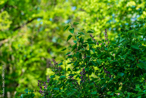 green summer foliage details abstract background