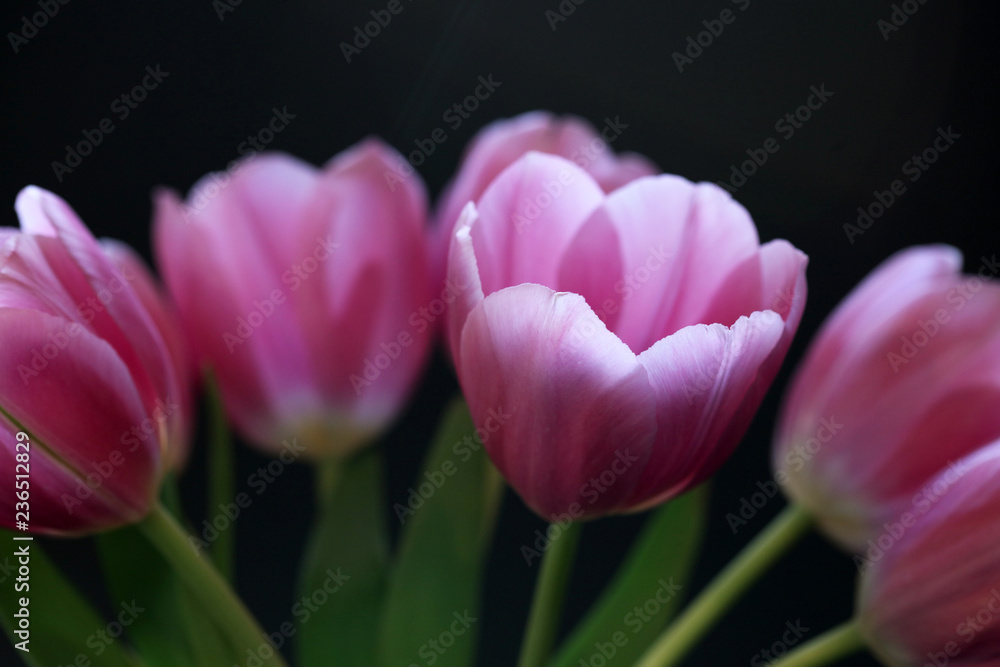 Close Up Of Vibrant Pink Tulips Close Up Of Vibrant Pink Tulips