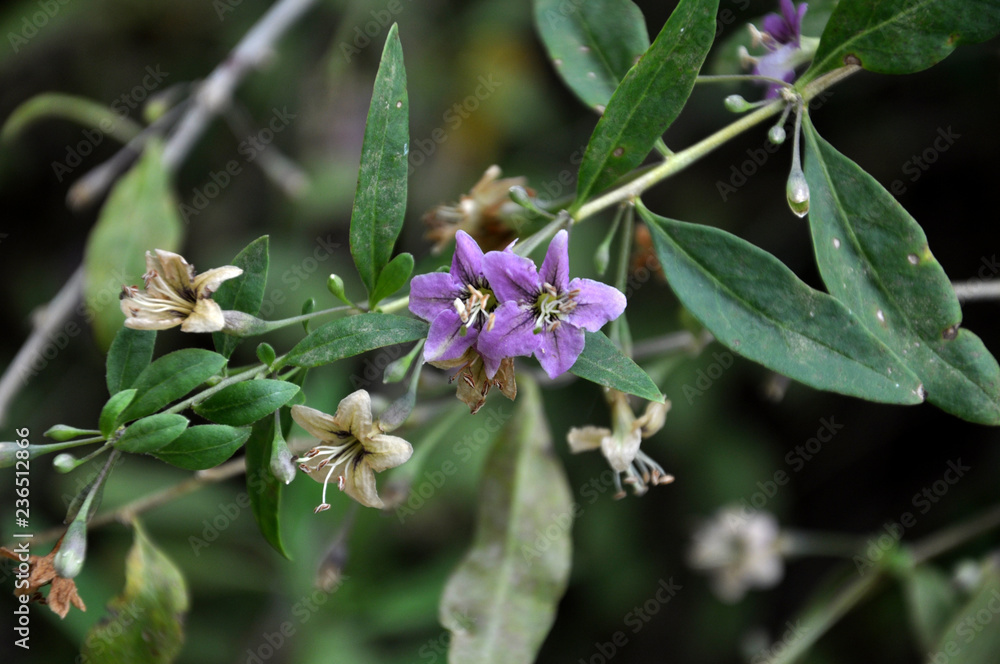 Fototapeta premium Flowering Lycium barbarum
