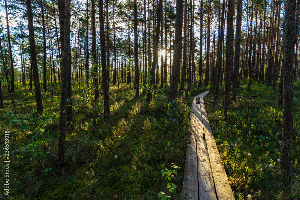 Obraz premium wooden plank footpath boardwalk in swamp area for recreation tourists