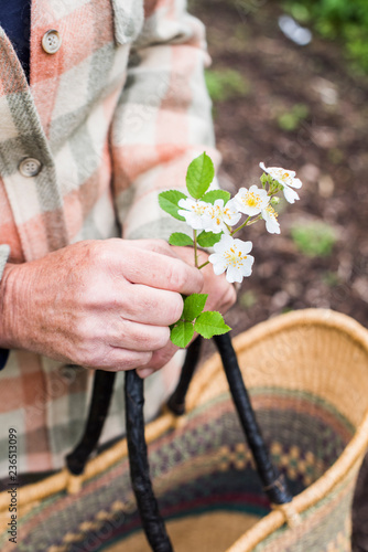 Woman holding a multiflora rose