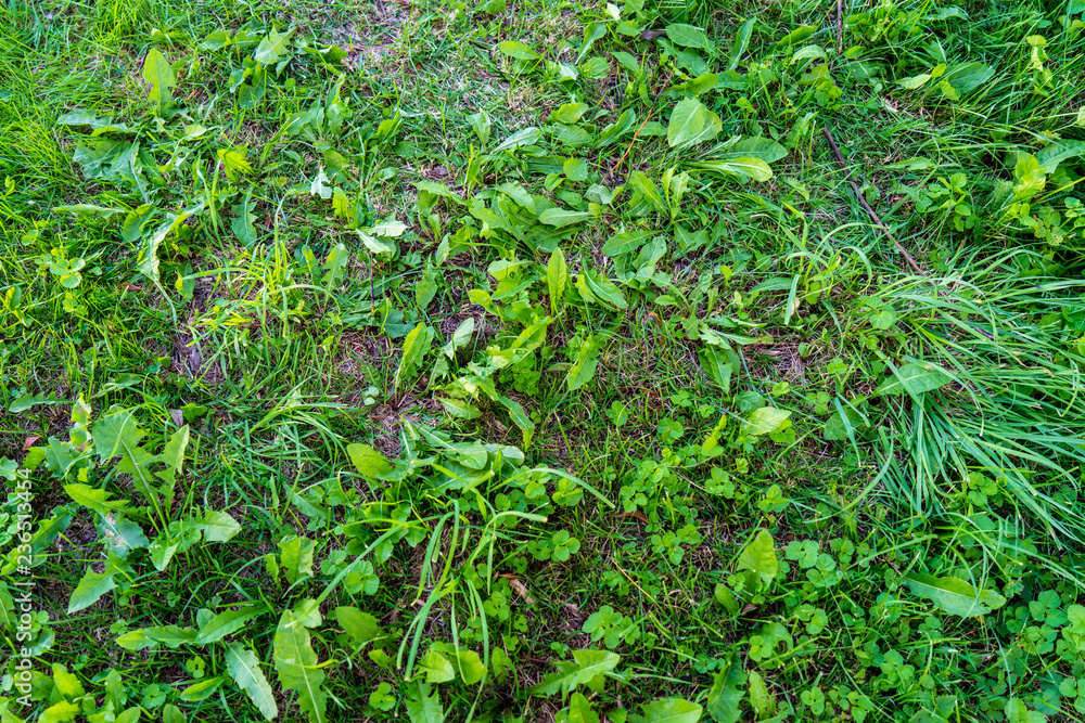 green summer foliage details abstract background green summer foliage details abstract background