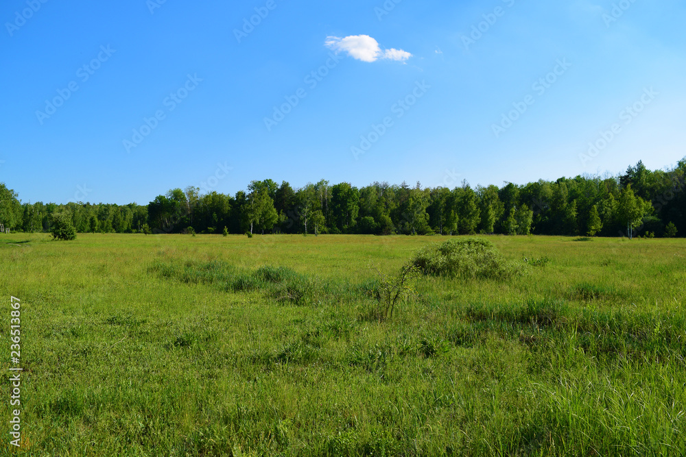 View through the green field to the forest in the distance. View through the green field to the forest in the distance.