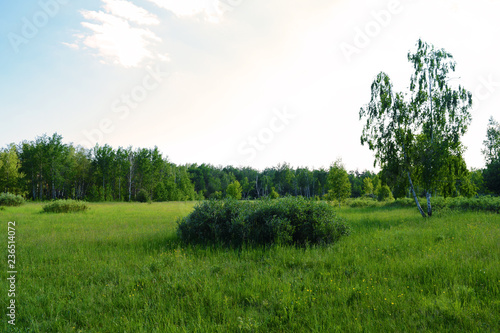 View through the green field to the forest in the distance.