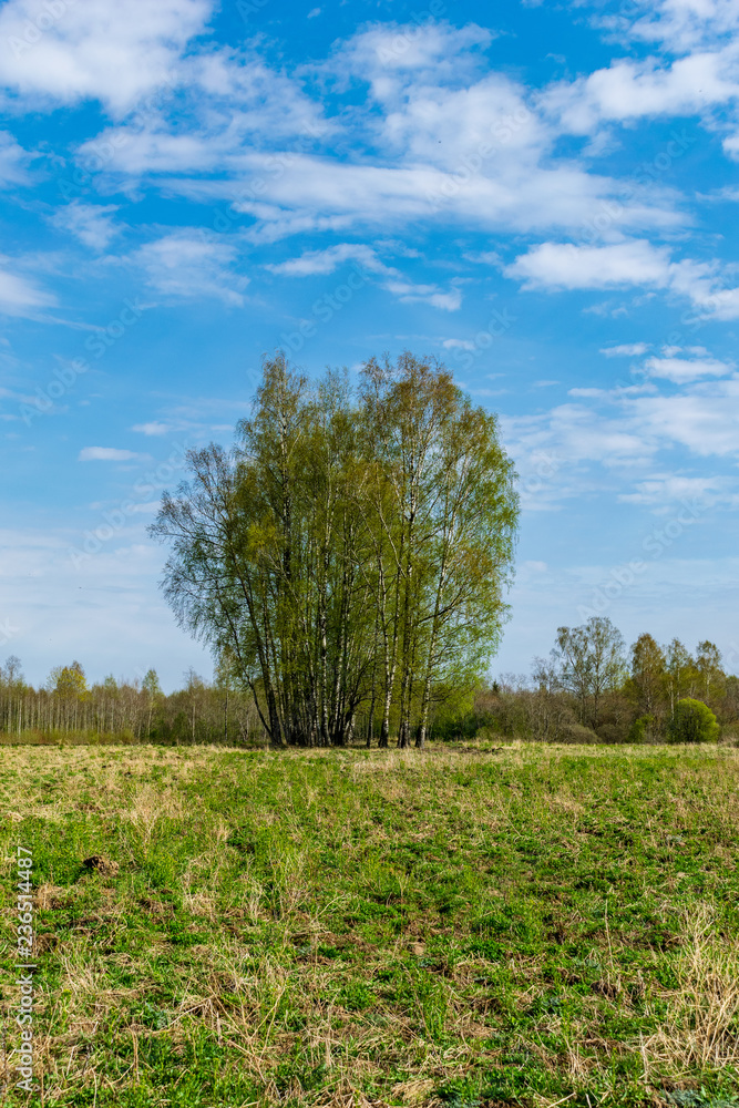 plain simple countryside spring landscape with fresh green meadows and forests plain simple countryside spring landscape with fresh green meadows and forests