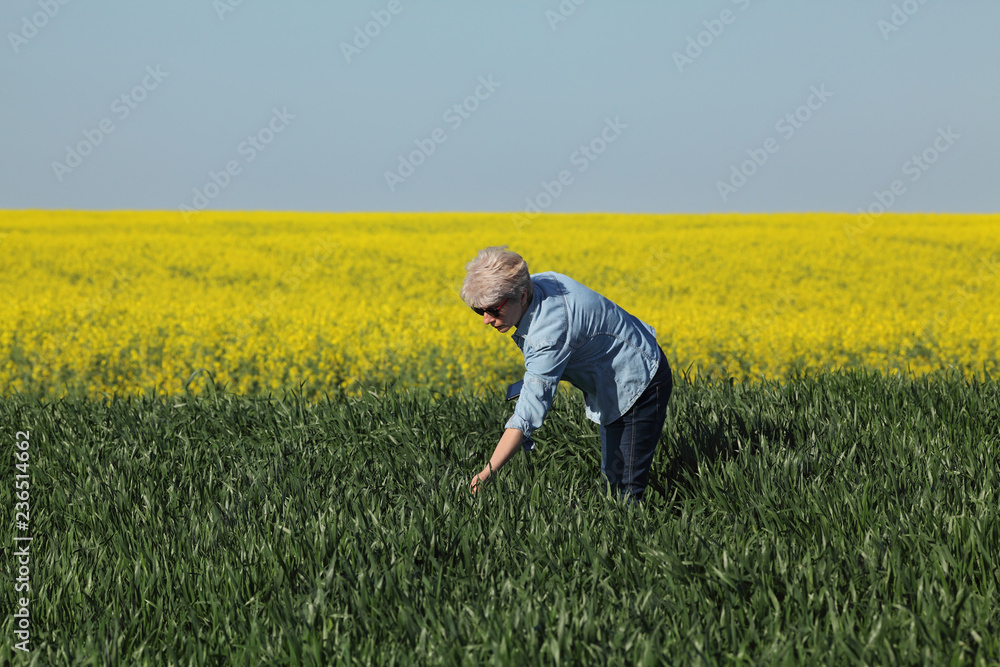 Female farmer or agronomist inspecting quality of wheat in early spring  with canola field in background