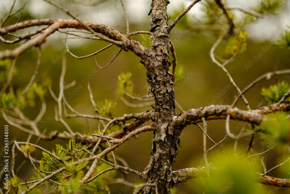 pine tree trunks and branches with green needles in swamp area