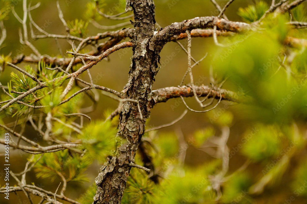 pine tree trunks and branches with green needles in swamp area pine tree trunks and branches with green needles in swamp area