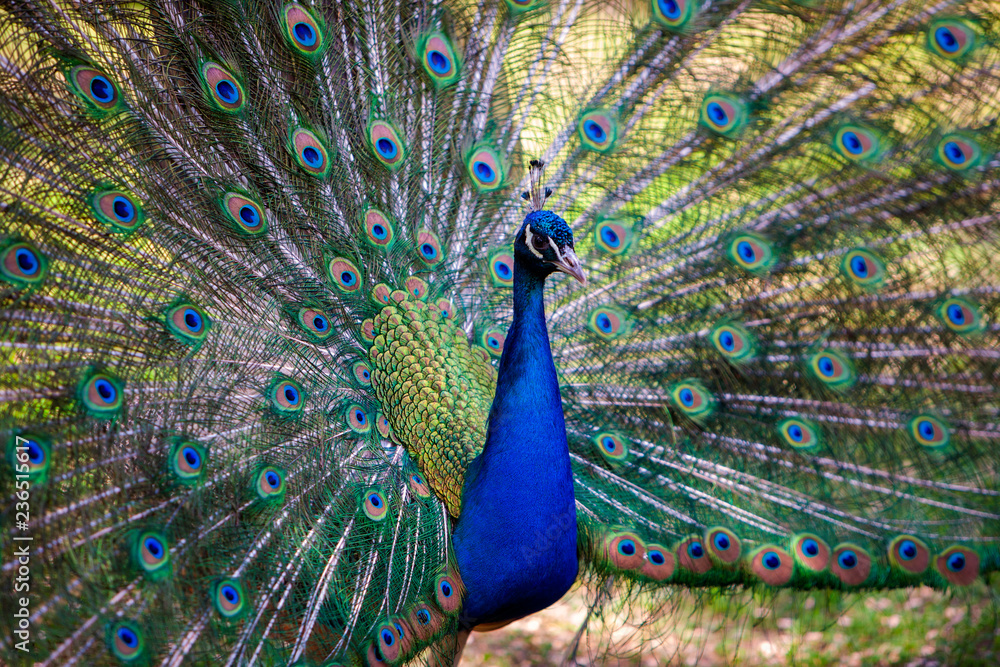 Naklejka premium peacock with feathers out