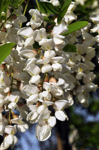 Acacia blossom white