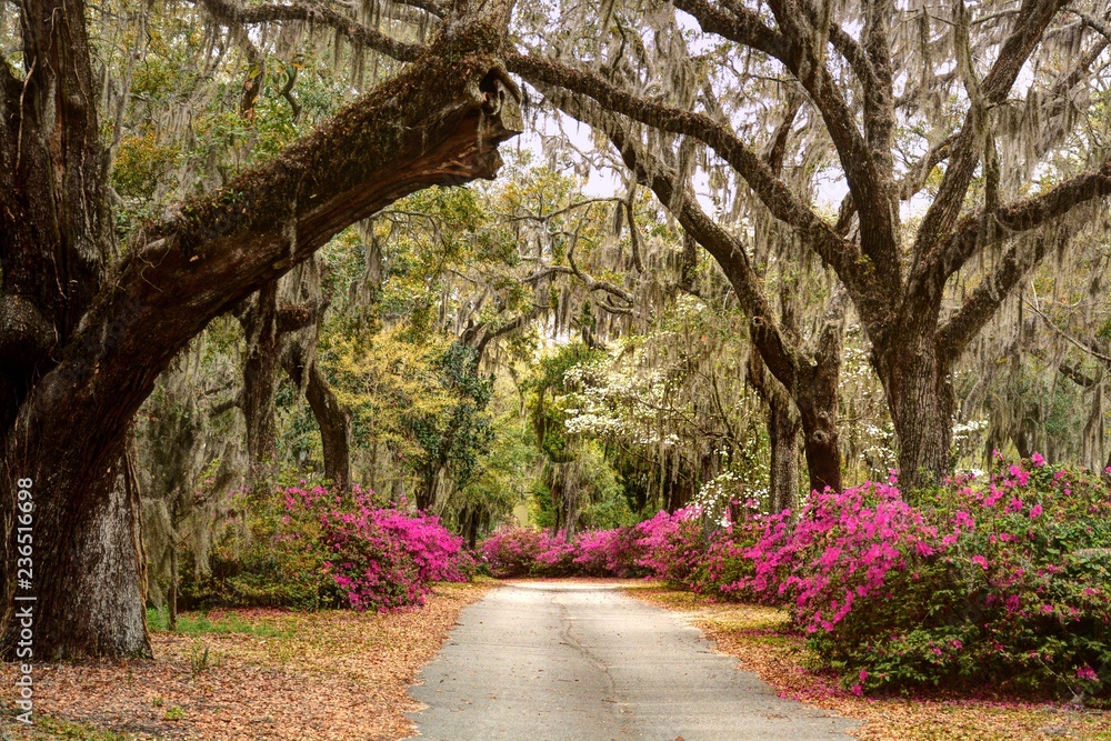 Blooming Cemetery