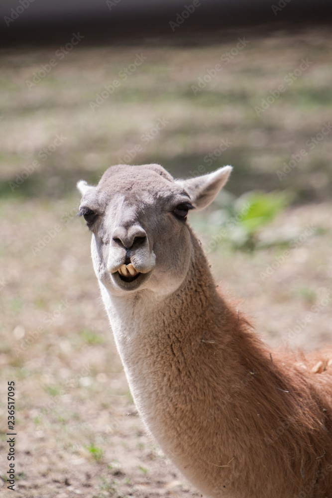 Obraz premium portrait of lama