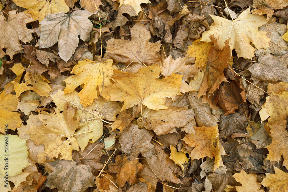 autumn leaves on the ground