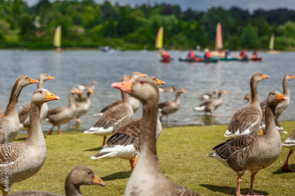 Group of ducks walk along the shore of a river Group of ducks walk along the shore of a river