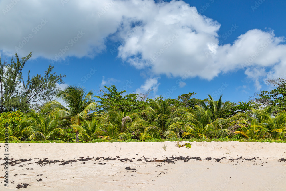Looking back from the shoreline at palm trees, on a beach in Barbados Looking back from the shoreline at palm trees, on a beach in Barbados