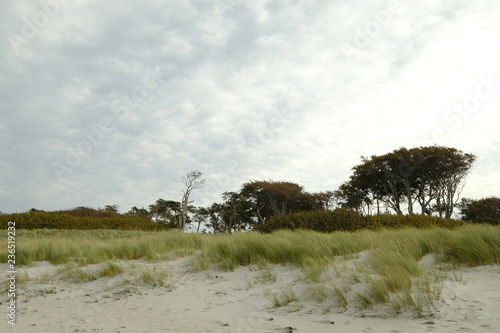 Darßer Weststrand, Nationalpark Vorpommersche Boddenlandschaft, Mecklenburg Vorpommern, Deutschland photo