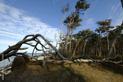 Darßer Weststrand, Nationalpark Vorpommersche Boddenlandschaft, Mecklenburg Vorpommern, Deutschland