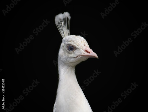 Portrait of a snow-white bird with blue eyes. Peacock with white plumage close-up on a black background