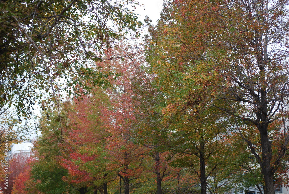 Naklejka premium 紅葉