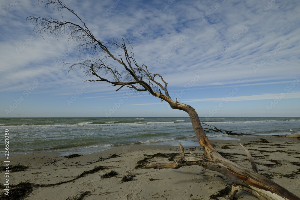 Darßer Weststrand, Nationalpark Vorpommersche Boddenlandschaft, Mecklenburg Vorpommern, Deutschland Darßer Weststrand, Nationalpark Vorpommersche Boddenlandschaft, Mecklenburg Vorpommern, Deutschland