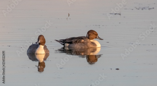 pintail ducks in pond, late afternoon at Bosque del Apache National Wildlife Refuge, San Antonio, New Mexico