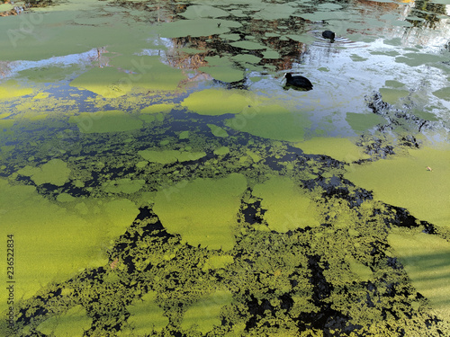 Moorhens swimming on a pond covered in bright green duckweed in the morning light photo