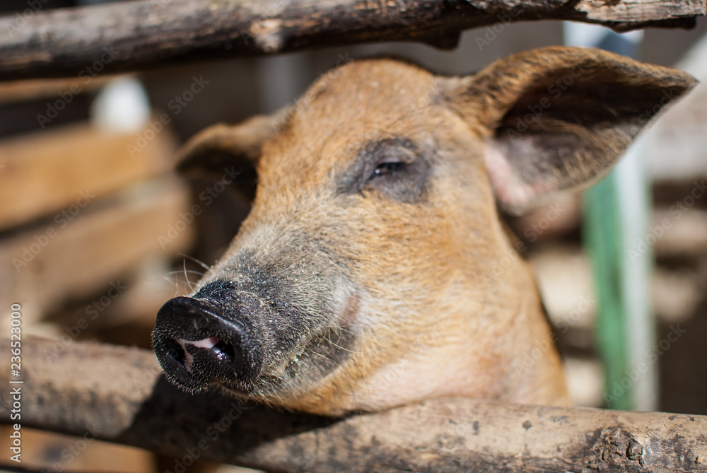Fototapeta premium Portrait of a red pig on a farm