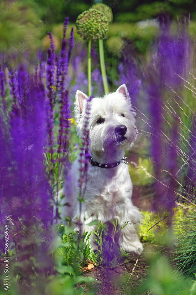 West Highland White Terrier dog sitting outdoors in a garden behind the violet flowers