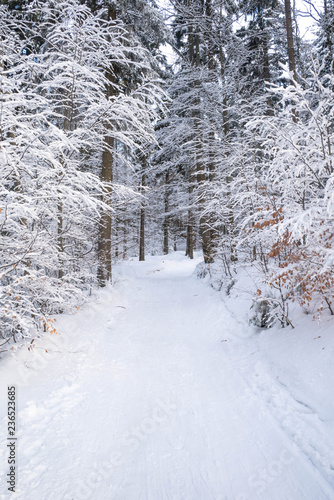 Beautiful Winter Forest Lanscape © Tom