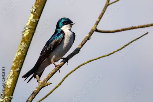 Tree Swallow Perched on thin Branches