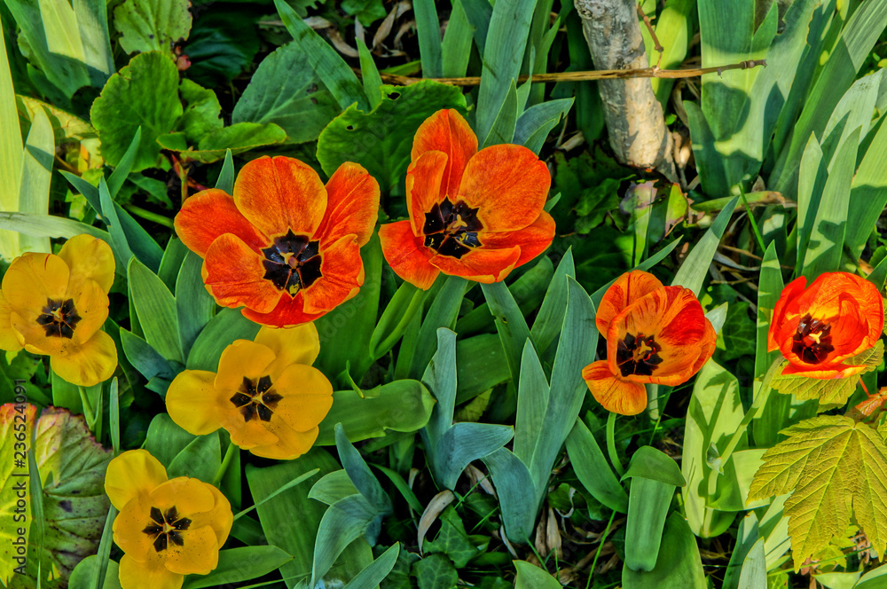 Obraz Kolorowe tulipany