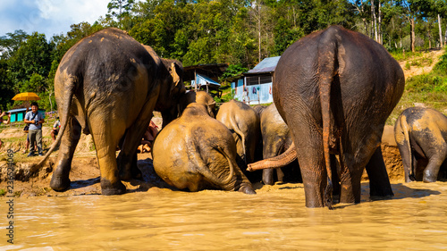 muddy elephants 
