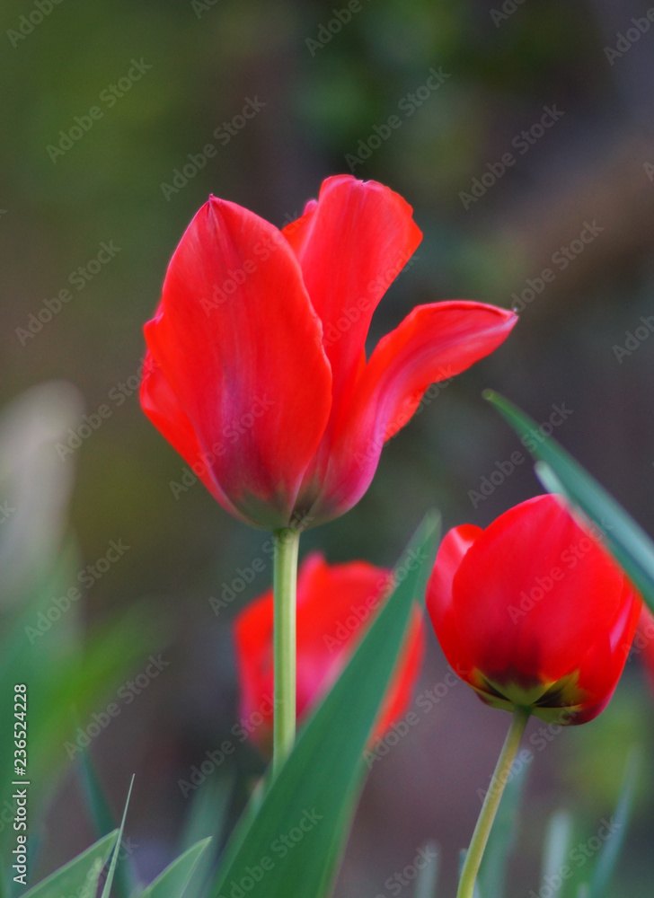 Fototapeta premium Tulipes colorées