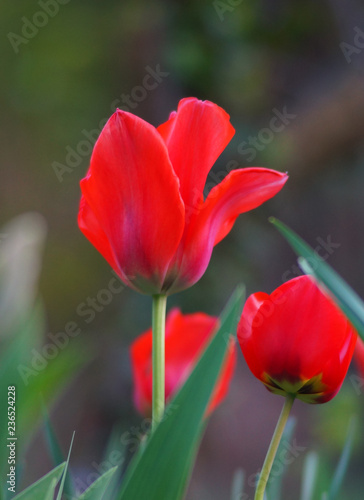 Tulipes color  es