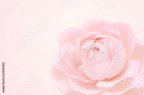 Summer blossoming delicate rose blooming flowers festive background, pastel and soft bouquet floral card, toned