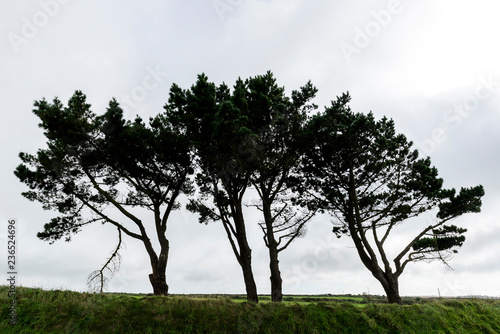 Trio of Trees  photo