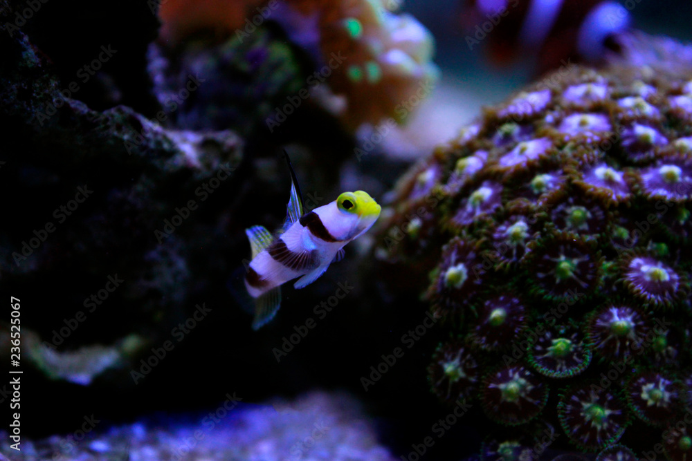 Fototapeta premium Long fin goby fish in reef aquarium