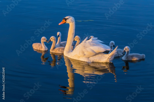 Swan family in blue lake