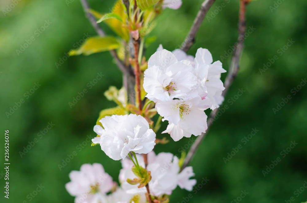 white flowers of a tree.Cherry Flowers. spring flowering.  the awakening of nature