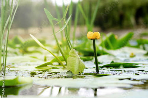 lily of the valley. yellow water lily. quiet place. vegetation of lakes. fisherman's dream. creek