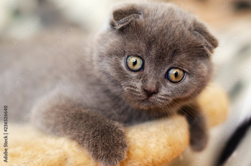 portrait of cat with blue eyes. Scottish Fold kitten. 