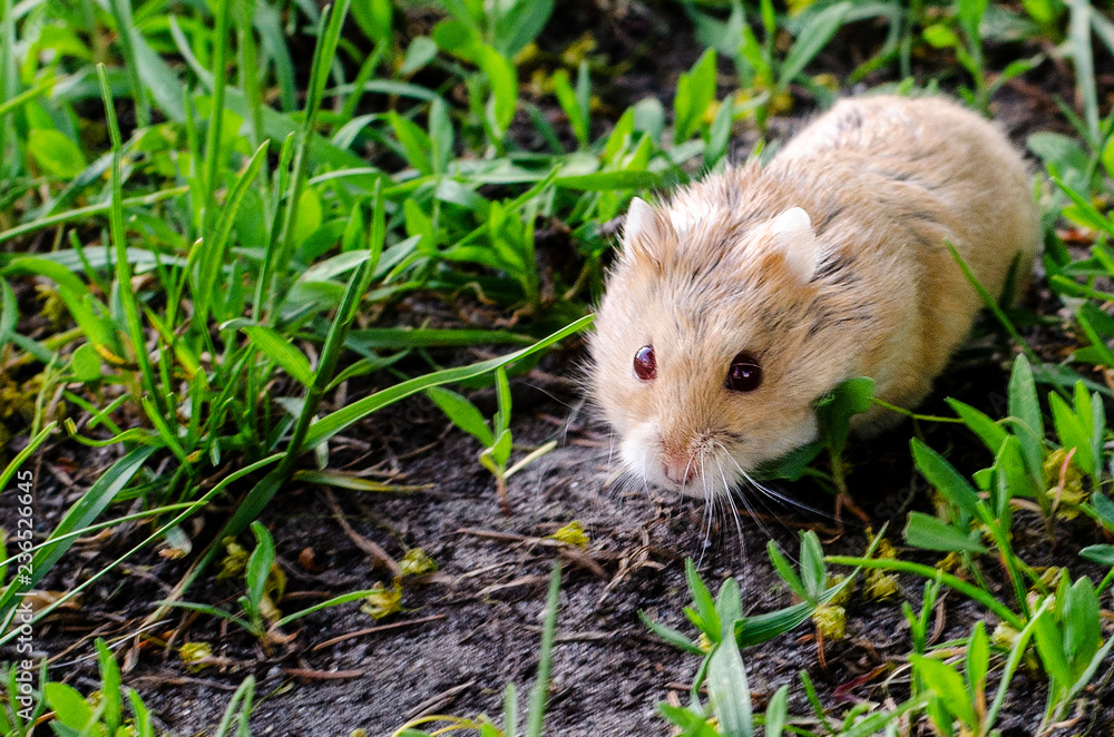 a red hamster sits in the house. welcome home. house, cute house a red hamster sits in the house. welcome home. house, cute house